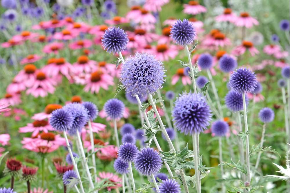 Bolltistel 'Veitch's Blue'